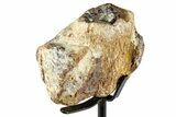 Fossil Mosasaur Jaw Section with Metal Stand - Texas #377880-2